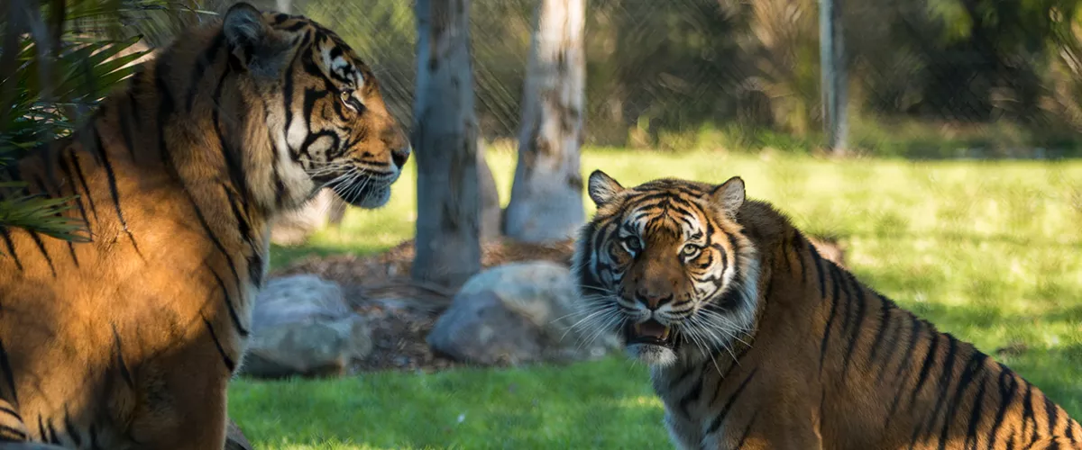 Tigers Cinta and Jalur